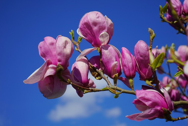 De magnolia’s gaan bloeien. Mag je nu gelukkig zijn?