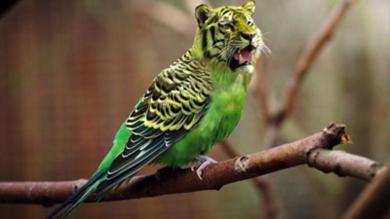 Danielle Braun &amp; Esther van Fenema - Workshop Waan-Zinnig