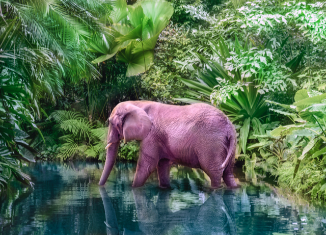 Witte man met 7 vinkjes vangt Roze Olifant - column op Joop BNN VARA 8 februari 2022