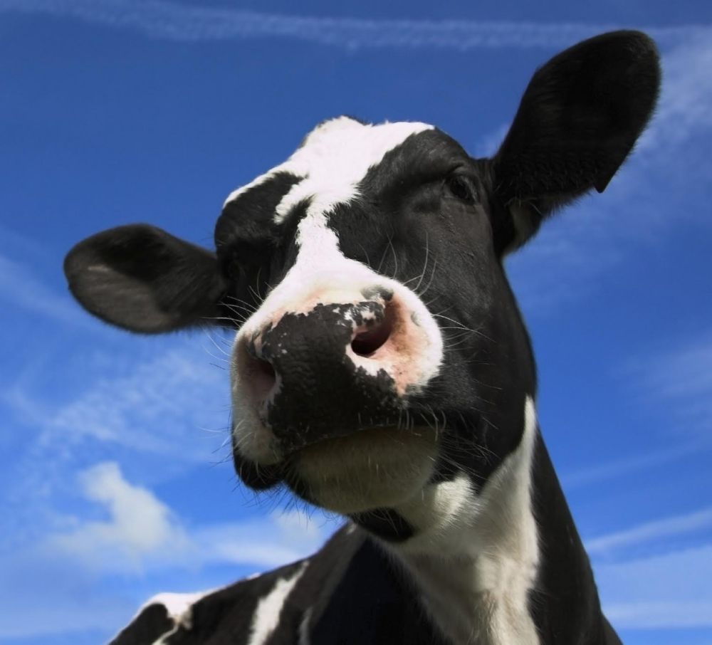 Het mystificeren van geweld